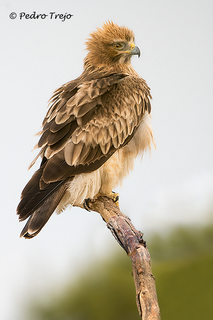 Aguila calzada (Hieraaetus pennatus)